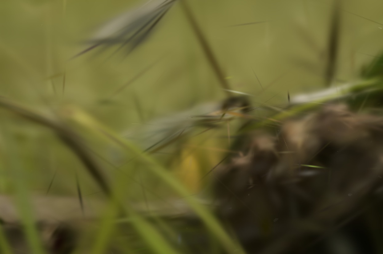 3DGEER stump zoom-in
