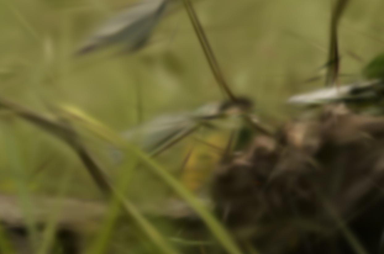 ConeGaussian stump zoom-in