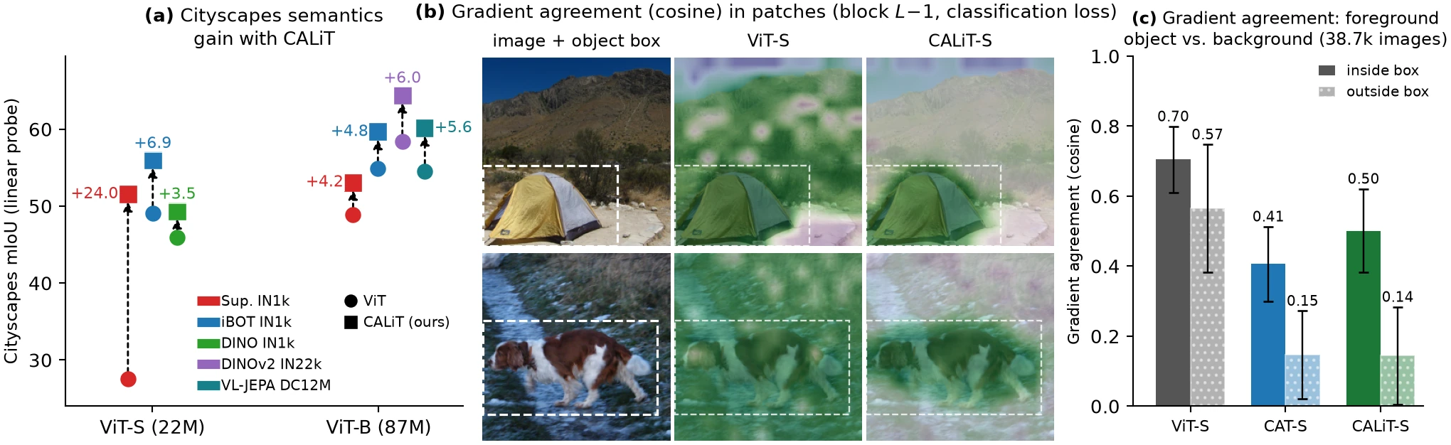 Figure 1 of the paper: (a) Cityscapes linear-probe gains of CALiT over ViT for five pre-training setups at S and B scale; (b) gradient-agreement maps on two ImageNet images for ViT-S and CALiT-S; (c) mean gradient agreement inside and outside the object box for ViT-S, CAT-S and CALiT-S